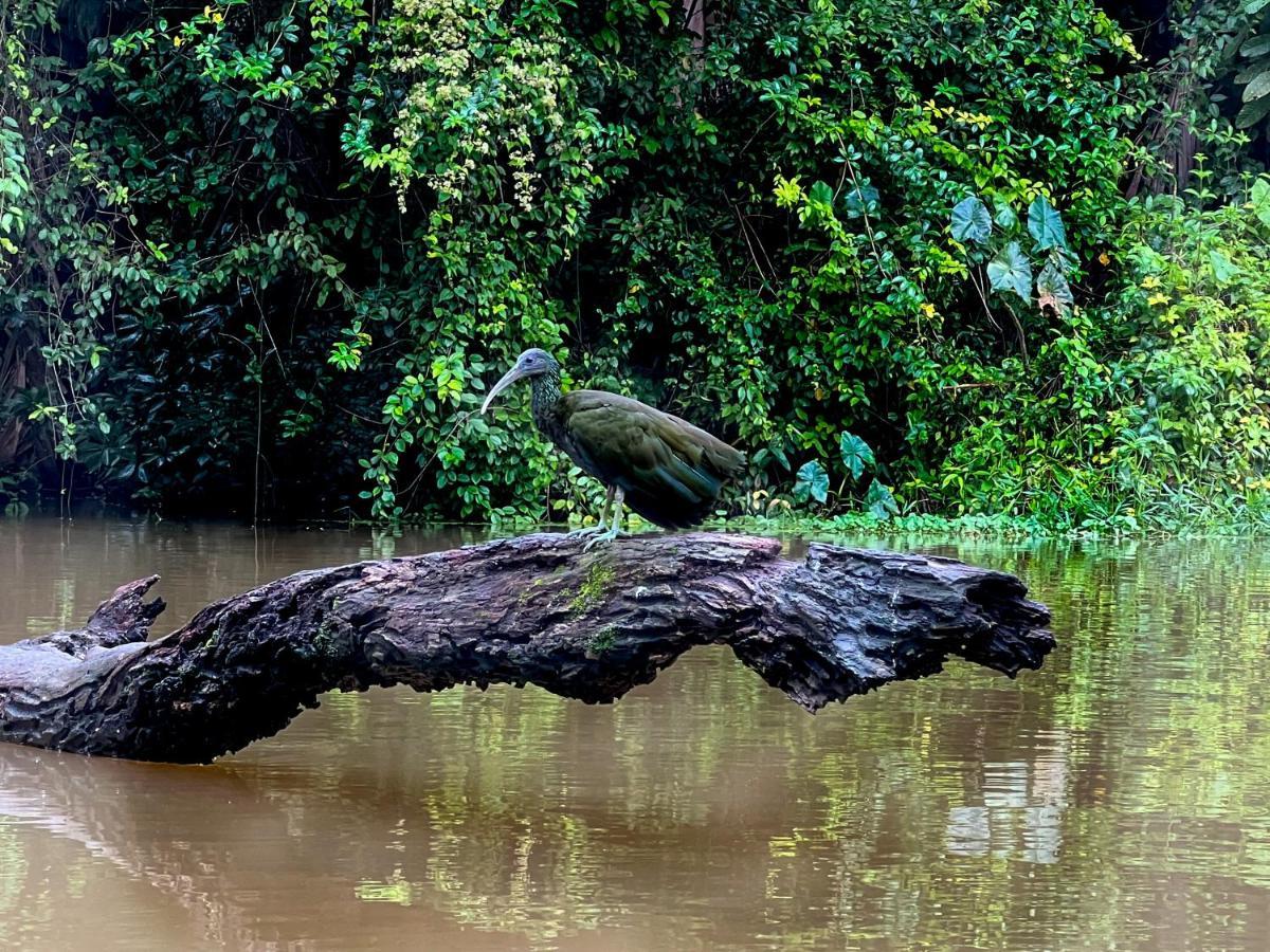 The Corner House Apartment Tortuguero Bagian luar foto